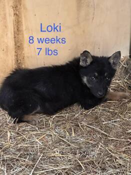 Australian Shepherd Dogs Available for Adoption in Welling, Oklahoma - Loki | PetCurious