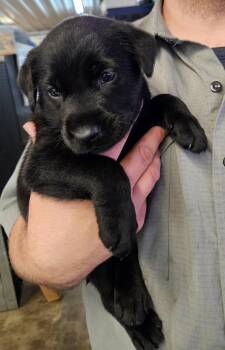 Pickles - Ready to Relish Life! -  Labrador Retriever Dog for Adoption in Ocean Township, New Jersey - Pickles - Ready To Relish Life! | PetCurious