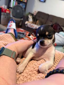 Otis -  Chihuahua Dog for Adoption in Overland Park, Kansas - Otis | PetCurious