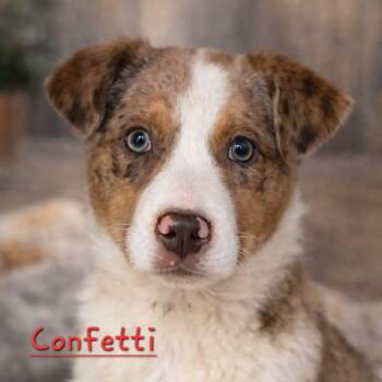 Australian Shepherd Dogs Available for Adoption - Confetti  | PetCurious
