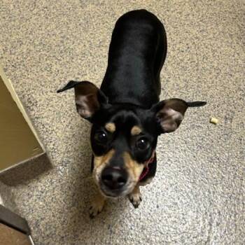 Italian Greyhound and Mixed Breed Dogs Available for Adoption in Merriam, Kansas - Dash | PetCurious