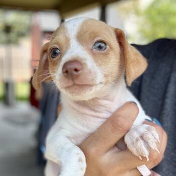 Kirby -  Rat Terrier and Chihuahua Dog for Adoption in Park Row, Texas - Kirby | PetCurious