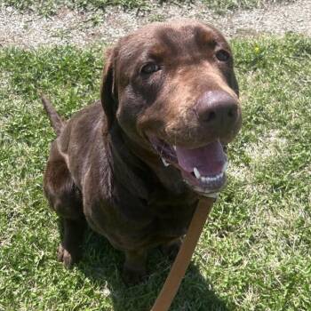 Francie -  Chocolate Labrador Retriever Dog for Adoption in Sandy Hook, Manitoba - Francie | PetCurious