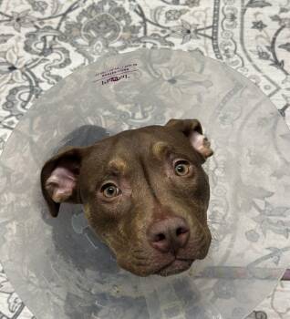 Riya -  Mixed Breed Dog for Adoption in Alexandria, Virginia - Riya | PetCurious