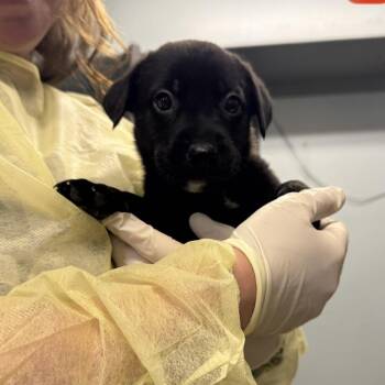 Clementine -  Mixed Breed Dog for Adoption in Columbia, Missouri - Clementine | PetCurious