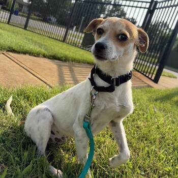 Orville -  Mixed Breed Dog for Adoption in Canal Winchester, Ohio - Orville | PetCurious