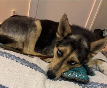 Siberian Husky Dogs Available for Adoption in Newport, Kentucky - Oakley | PetCurious