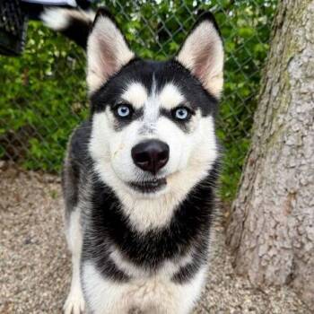 Siberian Husky Dogs Available for Adoption in Dayton, Ohio - Violet | PetCurious