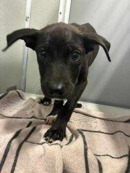 Buffy -  Pit Bull Terrier and Mixed Breed Dog for Adoption in Fresno, California - Buffy | PetCurious