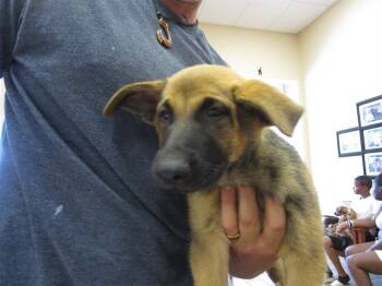 Rescue Belgian Shepherd Malinois Dogs for Adoption in Ocala, Florida - A369007 | PetCurious