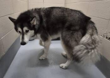 Pen 104 C -  Alaskan Malamute Dog for Adoption in Lawrenceville, Georgia - Pen 104 C | PetCurious