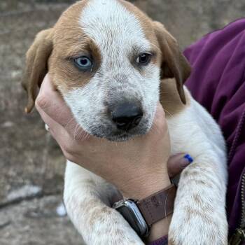 Anatolian Shepherd and Hound Dogs Available for Adoption - Maisie (H6F) | PetCurious