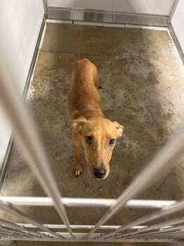 Avril -  Mixed Breed Dog for Adoption in Fort Worth, Texas - Avril | PetCurious