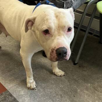 Petty -  Mixed Breed Dog for Adoption in Philadelphia, Pennsylvania - Petty | PetCurious