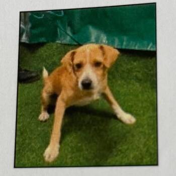 Sawyer -  Terrier and Mixed Breed Dog for Adoption in Pacifica, California - Sawyer | PetCurious