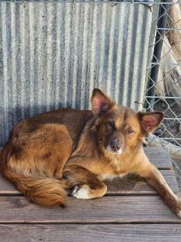 Harley -  Australian Shepherd and Mixed Breed Dog for Adoption in Severance, Colorado - Harley | PetCurious