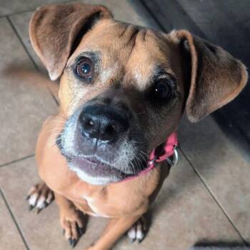 Bleu -  Redbone Coonhound and Boxer Dog for Adoption in Tunkhannock, Pennsylvania - Bleu | PetCurious