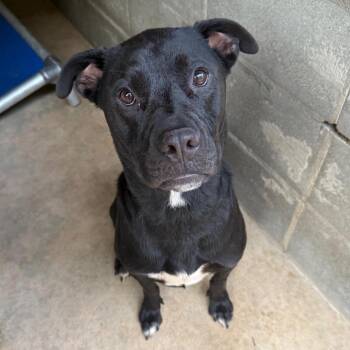 Jackson -  Labrador Retriever and Mixed Breed Dog for Adoption in Tuscaloosa, Alabama - Jackson | PetCurious