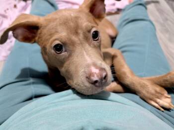Bambi -  Terrier and Pit Bull Terrier Dog for Adoption in Princeton, Massachusetts - Bambi | PetCurious