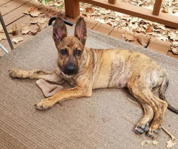 Rescue Shepherd and Retriever Dogs for Adoption in The Woodlands, Texas - London | PetCurious