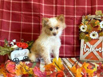 Rescue Pomeranian Dogs for Adoption in Peebles, Ohio - Foxy | PetCurious