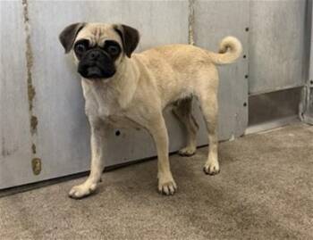 SHILOH -  Pug Dog for Adoption in San Bernardino, California - SHILOH | PetCurious