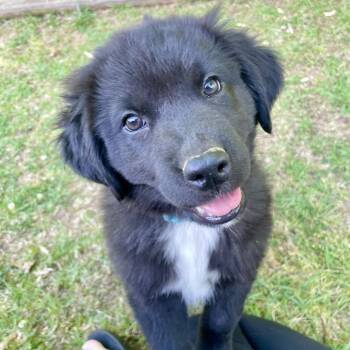 Great Pyrenees and Labrador Retriever Dogs Available for Adoption in Fayetteville, Georgia - Bilbo Baggins | PetCurious