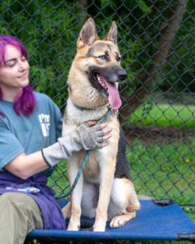 Jaguar-Adopted -  Mixed Breed Dog for Adoption in Chamblee, Georgia - Jaguar-Adopted | PetCurious