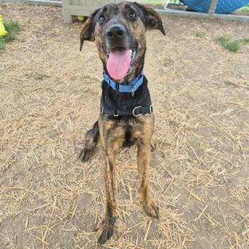 Rocket -  Mixed Breed Dog for Adoption in Moundsville, West Virginia - Rocket | PetCurious