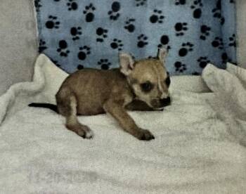 Boston Terrier and Chihuahua Dogs Available for Adoption - Wilmore FH | PetCurious