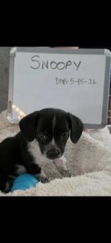Snoopy -  Beagle and Schnauzer Dog for Adoption in Indianapolis, Indiana - Snoopy | PetCurious