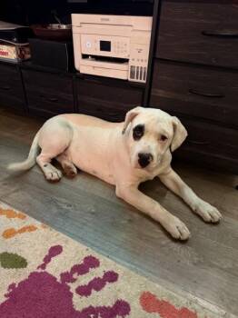 Fox Terrier and Mixed Breed Dogs Available for Adoption in Klamath Falls, Oregon - Angel | PetCurious