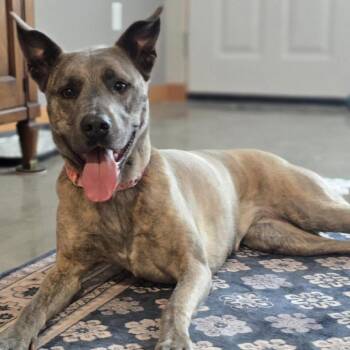 Layla -  Pit Bull Terrier and Shepherd Dog for Adoption in Benton City, Washington - Layla | PetCurious