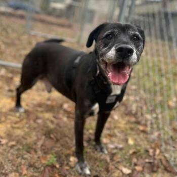 Mixed Breed Dogs Available for Adoption in Gadsden, Alabama - ELM 17 (Elvis) | PetCurious