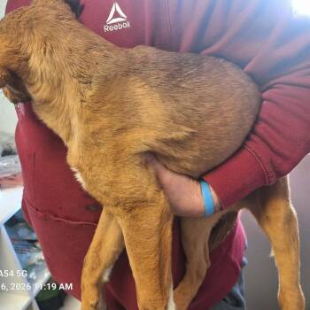 Black Mouth Cur and Bloodhound Dogs Available for Adoption - Nial | PetCurious