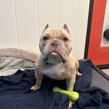 Bernie -  Mixed Breed Dog for Adoption in Los Angeles, California - Bernie | PetCurious