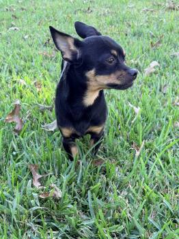 Chipolte -  Chihuahua and Rat Terrier Dog for Adoption in Baker, Louisiana - Chipolte | PetCurious