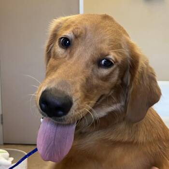 Air Bella -  Golden Retriever Dog for Adoption in Palm Springs, California - Air Bella | PetCurious