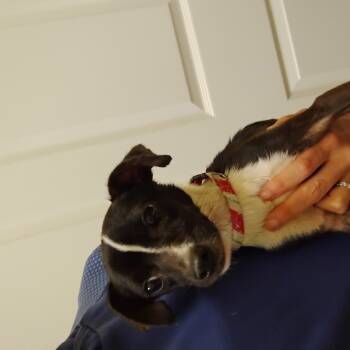 Rescue Chihuahua and Mixed Breed Dogs for Adoption in Greensboro, Georgia - Rudolph | PetCurious