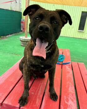Dolce -  Cane Corso and German Shepherd Dog Dog for Adoption in Warren, Michigan - Dolce | PetCurious