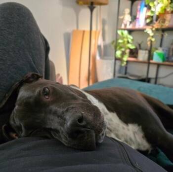 Happy Hanky Wiggles of Joy -  Pit Bull Terrier and Labrador Retriever Dog for Adoption in Friendswood, Texas - Happy Hanky Wiggles Of Joy | PetCurious
