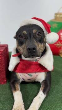 German Pinscher and Manchester Terrier Dogs Available for Adoption - Sarah | PetCurious