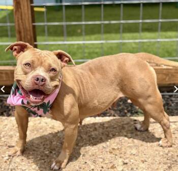Bulldog Dogs Available for Adoption in Elgin, Texas - Bethany (URGENT) | PetCurious