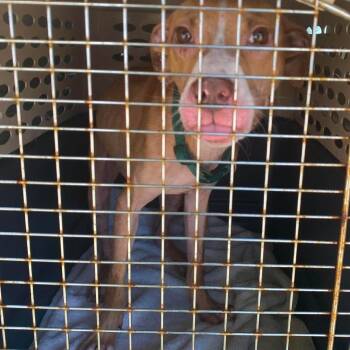 Nick Wilde -  Mixed Breed Dog for Adoption in Huntington, West Virginia - Nick Wilde | PetCurious
