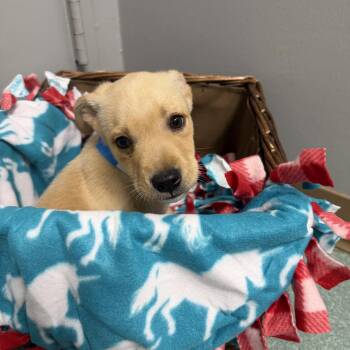 Roulette -  Labrador Retriever and American Staffordshire Terrier Dog for Adoption in Houston, Texas - Roulette | PetCurious