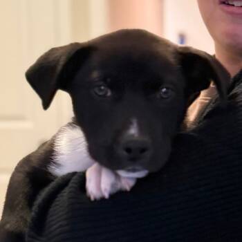 Rescue Husky Dogs for Adoption in Ferndale, Michigan - Scrappy | PetCurious