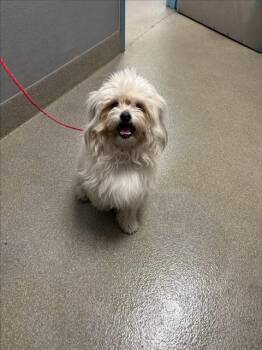 Shih Tzu Dogs Available for Adoption - KYLO | PetCurious