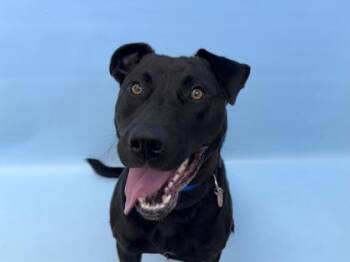 Shadow -  Shepherd and Pit Bull Terrier Dog for Adoption in Golden Valley, Minnesota - Shadow | PetCurious