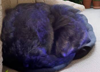 Labradoodle Dogs Available for Adoption - Dory  | PetCurious