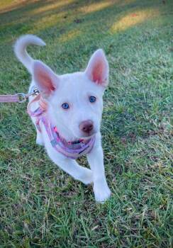 Magnolia - HaveLock Litter -  Husky Dog for Adoption in Holly Springs, North Carolina - Magnolia - HaveLock Litter | PetCurious